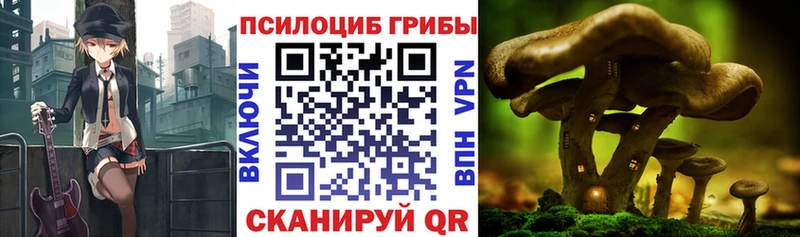 купить наркотик  Тында  Псилоцибиновые грибы ЛСД 